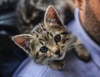 Free cute kitten face closeup image, public domain CC0 photo.