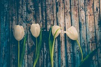 Free white tulips image, public domain flower CC0 photo.