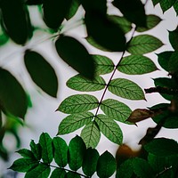 Free green leaves image, public domain plant CC0 photo.