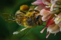 Free close up bee on flower image, public domain animal CC0 photo.