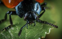 Free leaf beetle public domain CC0 photo.