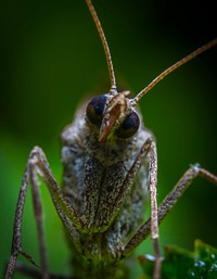 Free grasshopper image, public domain animal CC0 photo.