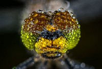 Free macro dragonfly head image, public domain animal CC0 photo.