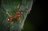 Free red ant on a leaf close up public domain CC0 photo.