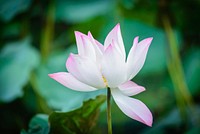 Free pink lotus image, public domain flower CC0 photo.