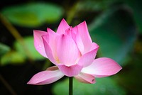 Free pink lotus image, public domain flower CC0 photo.