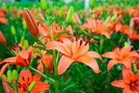 Free orange lily image, public domain flower CC0 photo.