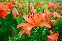 Free tiger lily image, public domain flower CC0 photo.