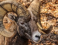 Free close up bighorn sheep's head image, public domain animal CC0 photo.