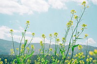 Free rapeseed field image, public domain flower CC0 photo.