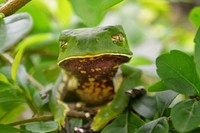 Free frog image, public domain animal CC0 photo.