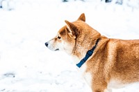 Free shiba inu dog standing on snow image, public domain animal CC0 photo.