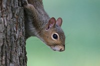 Free squirrel in autumn image, public domain animal CC0 photo.