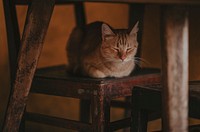 Free ginger cat sitting image, public domain CC0 photo.