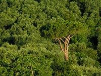 Free green forest backgronud, public domain CC0 photo.