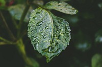 Leaf with water droplets, free public domain CC0 photo