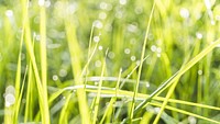 Free wet grass bokeh image, public domain plant CC0 photo.