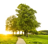 Free lone tree image, public domain botanical CC0 photo.