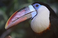 Free toucan bird image, public domain animal CC0 photo.