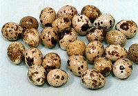 Free quail eggs image, public domain food CC0 photo.