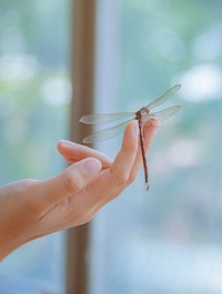 Free dragonfly on hand image, public domain animal CC0 photo.