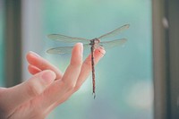 Free dragonfly on hand image, public domain animal CC0 photo.