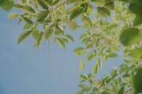 Free tree branch leaves closeup photo, public domain nature CC0 image.