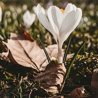 Free white crocus image, public domain flower CC0 photo.