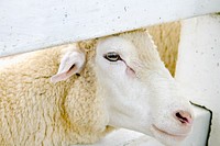 Free sheep image, public domain animal CC0 photo.