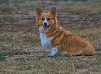 Free welsh corgi dog on grass ground image, public domain animal CC0 photo.