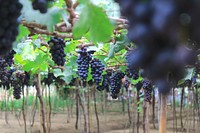 Free purple grape image, public domain fruit CC0 photo.