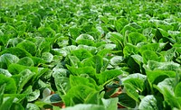 Free lettuce plants image, public domain food CC0 photo.