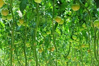 Free green tomato plant growing image, public domain CC0 photo.