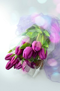 Free purple tulip background image, public domain flower CC0 photo.