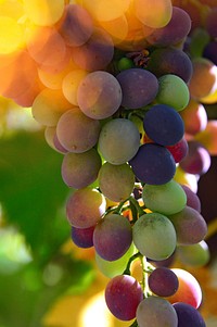 Free purple grape image, public domain fruit CC0 photo.