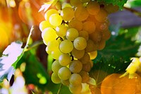 Free green grape image, public domain fruit CC0 photo.