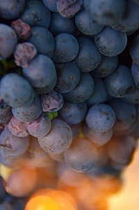 Free purple grape image, public domain fruit CC0 photo.