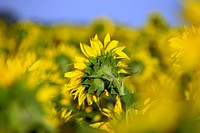 Free sunflower background image, public domain flower CC0 photo.