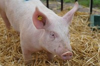 Free pig image, public domain farm animal CC0 photo.