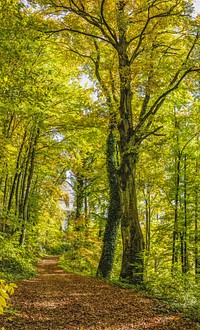 Free small trail in forest with trees photo, public domain nature CC0 image.