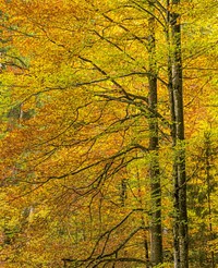 Nature scenery, forest,garden, green trees photo, free public domain CC0 image.