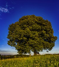 Free large tree and a park bench image, public domain nature CC0 photo.