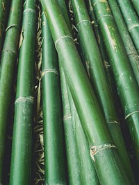 Bamboo forest background, free public domain CC0 photo.