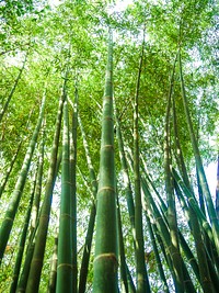 Bamboo forest background, free public domain CC0 photo.