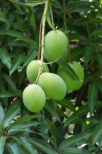 Free green mango image, public domain fruit CC0 photo.