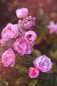 Free pink rose image, public domain flower CC0 photo.