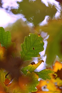 Free autumn leaves from tree photo, public domain nature CC0 image.