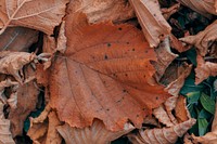 Free autumns leaves image, public domain fall nature CC0 photo.