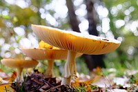 Free mushroom photo, public domain plant CC0 image.