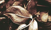 Free close up dried leaf image, public domain animal CC0 photo.